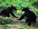 Bears18