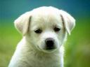 Dog29