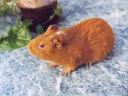 GuineaPig
