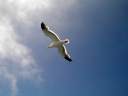 Seagull3