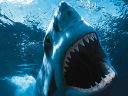 Shark2