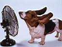 Air-bassetthound