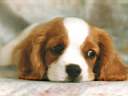 Cucciolo