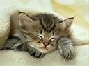 Gatto-dormiente