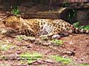 Sleepchita
