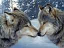 Wolf-kiss
