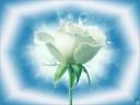 Design-365