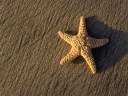Starfish