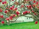 Fiori34