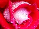 Fiori39