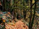 ForestTree37