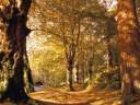 ForestTree41
