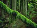 ForestTree5