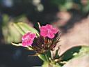 Fiori7