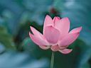Lotusflower1
